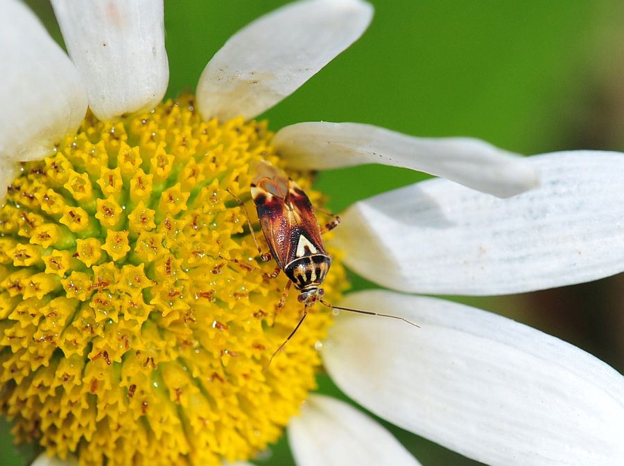 La vita in un fiore: terza parte